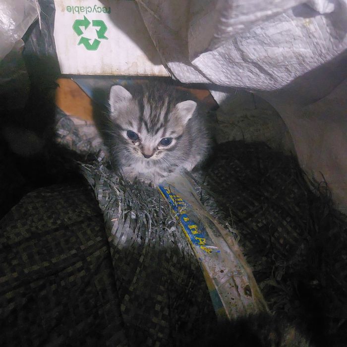 Продам котят маленьких