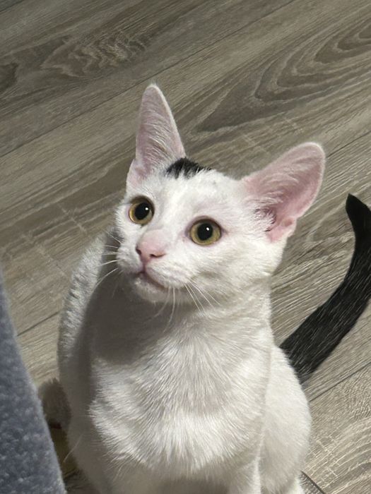 Donez pui de pisica 4 luni
