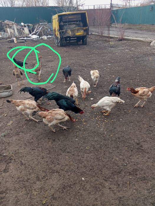 Яйцо байцовые по