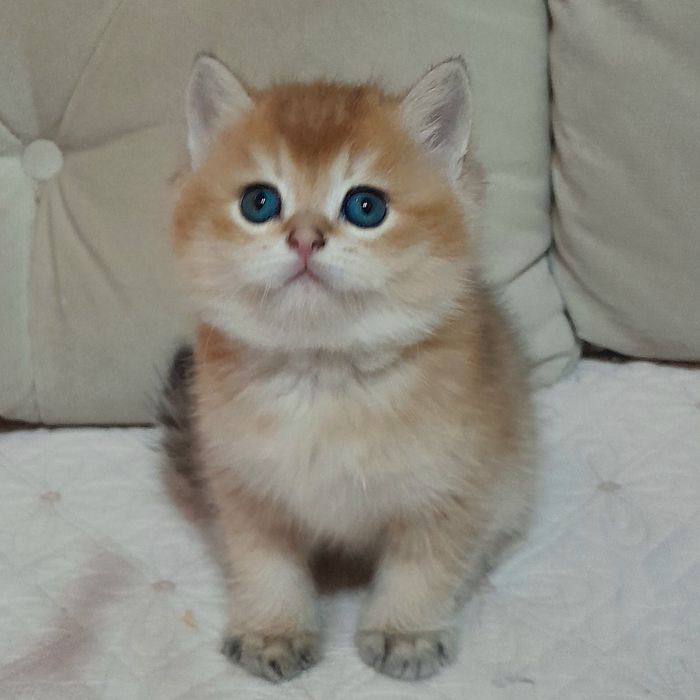 Шикарный чистокровный мальчик,британская золотая шиншилла. ,