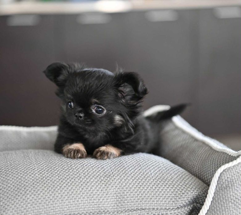 Женско миниатюрно дългокосместо чихуахуа черно с подпали