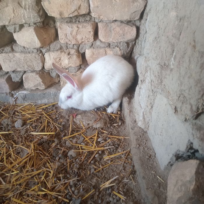 Quyon gubrit 4 ta 3 ta erkak 1 ta moda