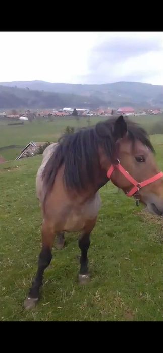 Armasar,noatin de vanzare