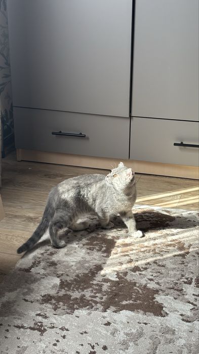 Котенок породистый