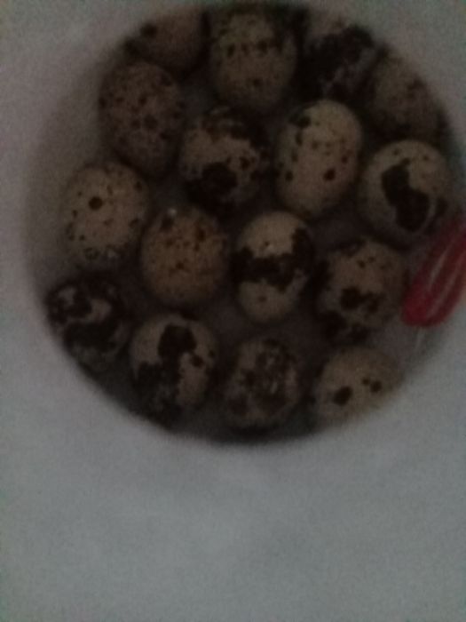 Инкубатор пеноплакс