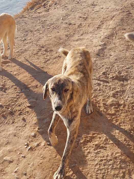 Собаки в хорошм састаение