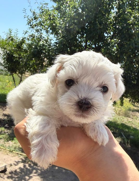 Bichon talie mica