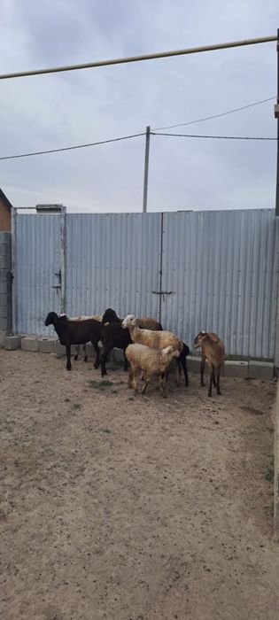 Продается бараны
