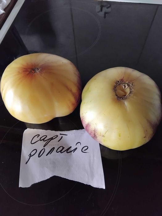 Продавам семена за домати