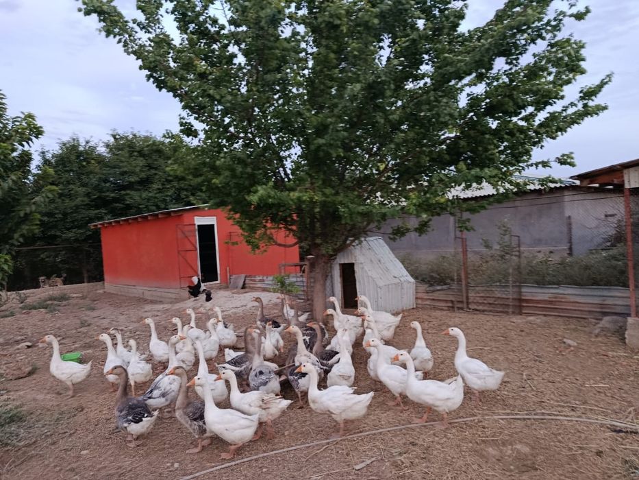 Қаз сатылады келісімді бағамен