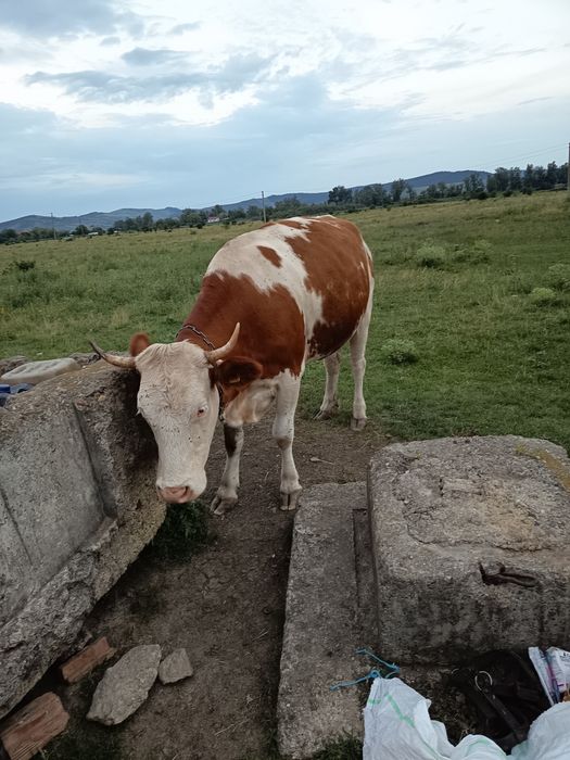 De vânzare vaca la a 2 fatare