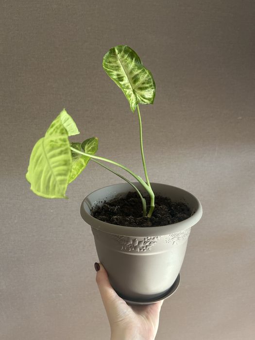 Комнатные цветы