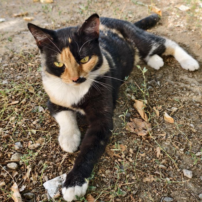 Трёхцветная кошка