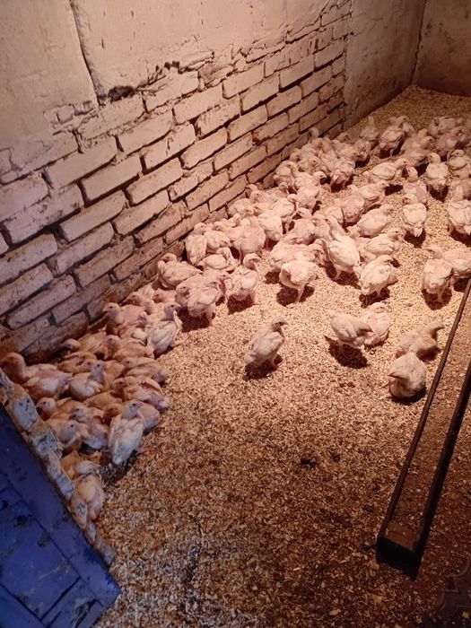 Продаётся цыплят бройлеры