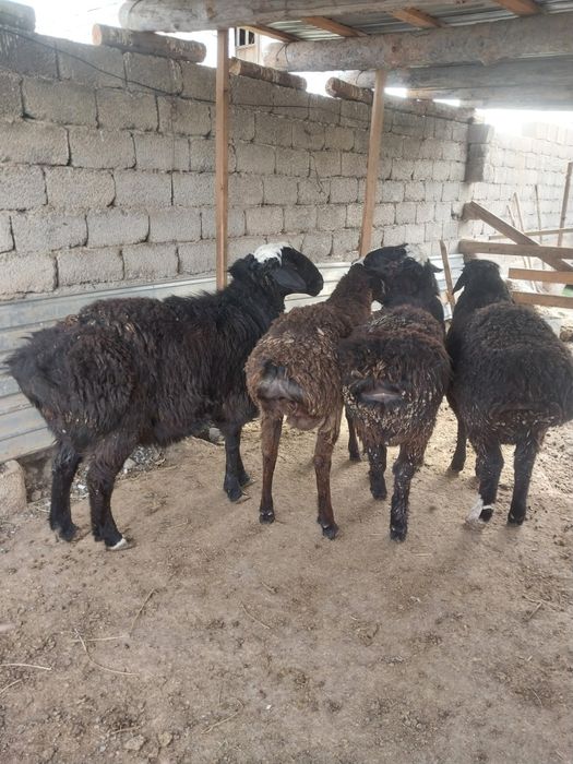 Қошқар семіз жаиылып семірген