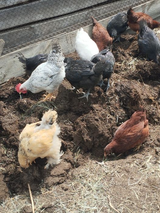 Продам кур барковская и брама
