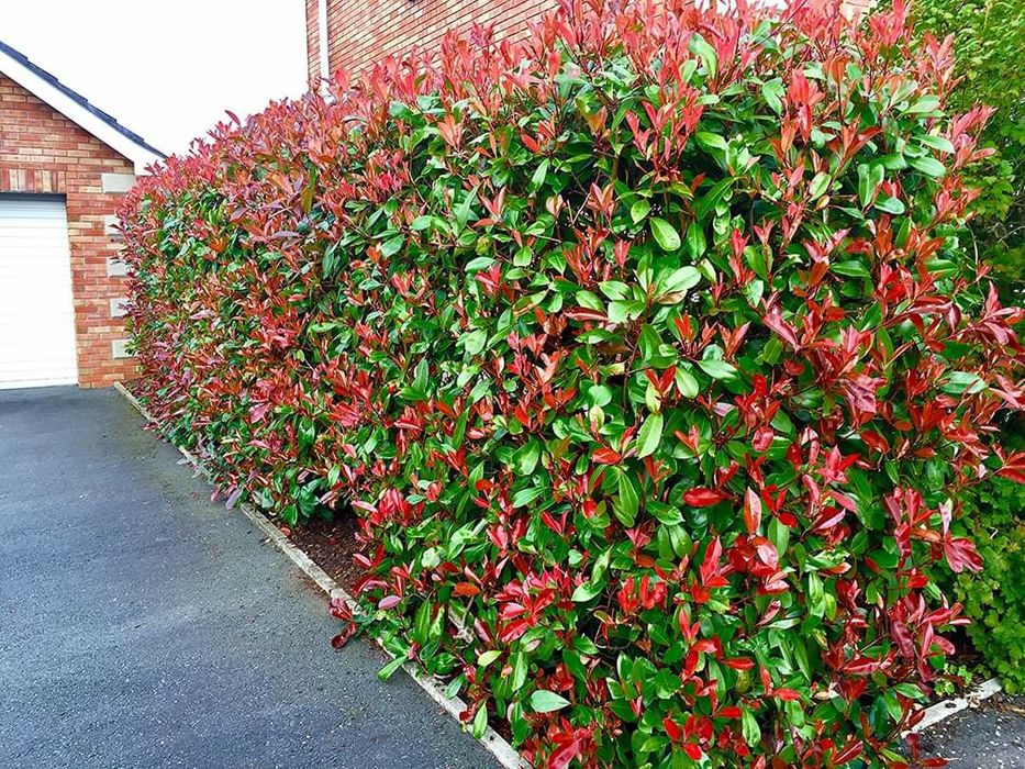 Photinia Red Robin 40-60 cm