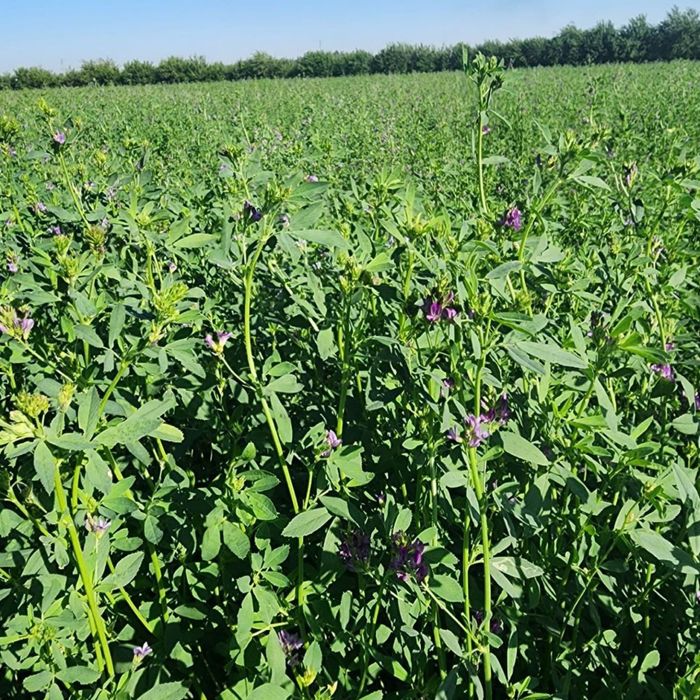 Beda urug’i TURKIY OPTIM