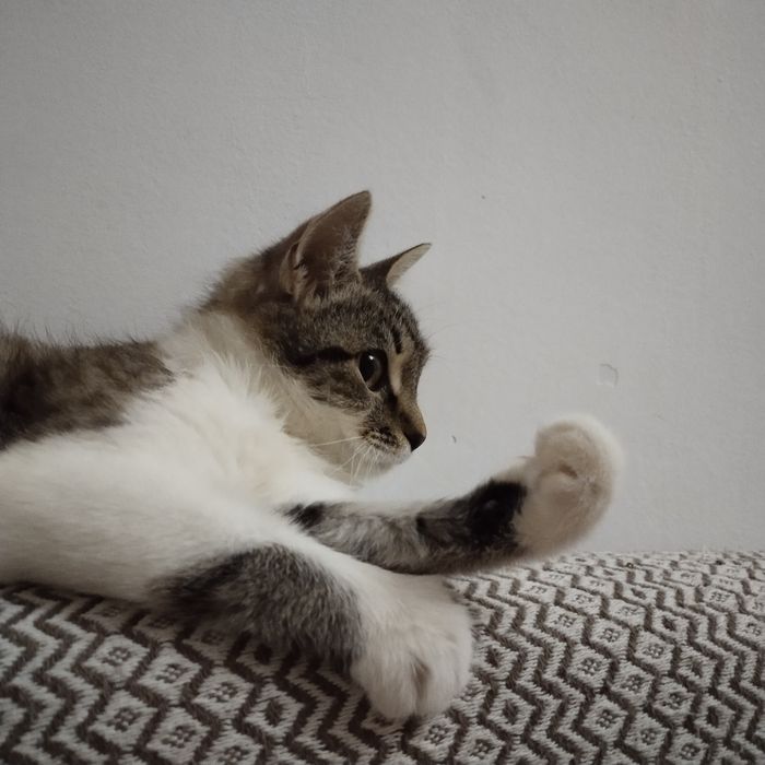 Котёнок в надёжные руки