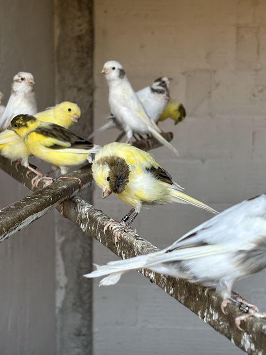 Продавам млади канари - канарчета