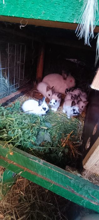 Iepurași piticii cap de leu puii