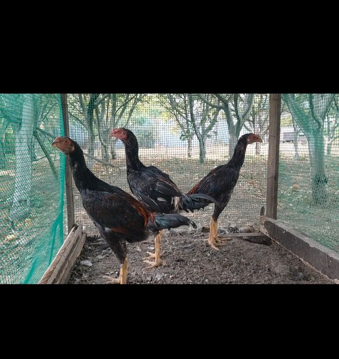 Продам дакан майских