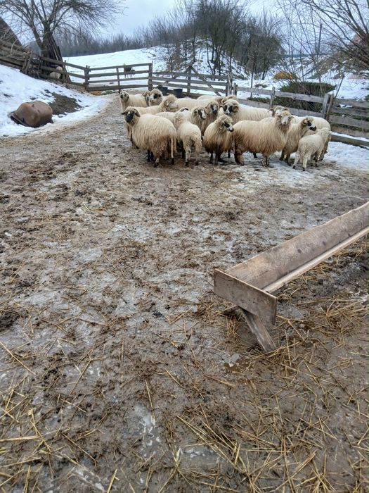 Oi cu miei sau separata