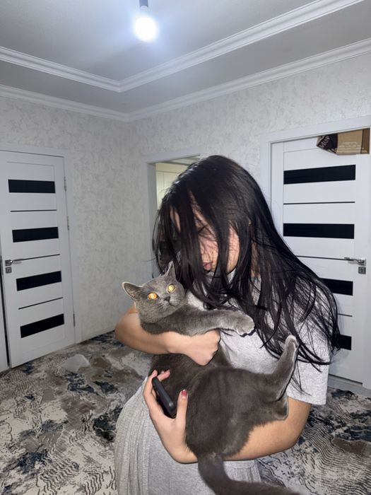 British shorthair sotiladi Samarqand shahar