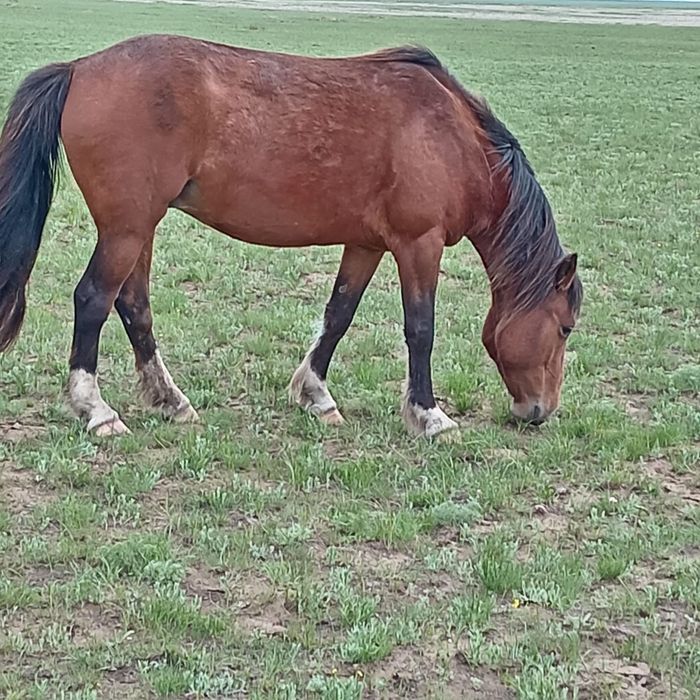 Бие сатылады жуас