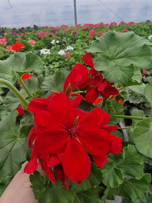 Flori de gradina si muscate