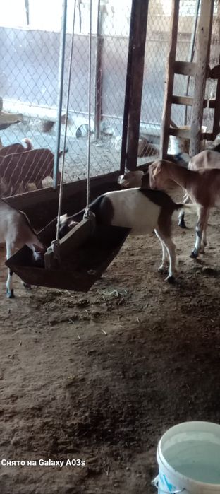 Ұрғашы тәуір лақтар бар 3 шт