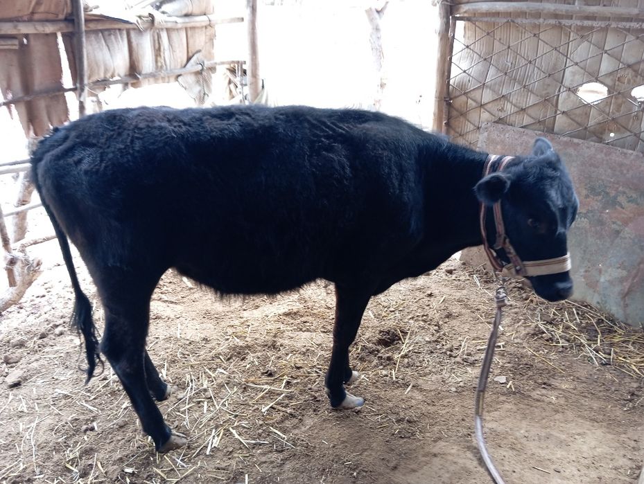 Unajin 1 yoshidan o'tgan