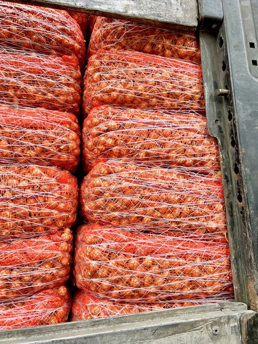 Depozit Arpagic Olanda diferite soiuri Stuttgarter, Sturon, Red Karmen