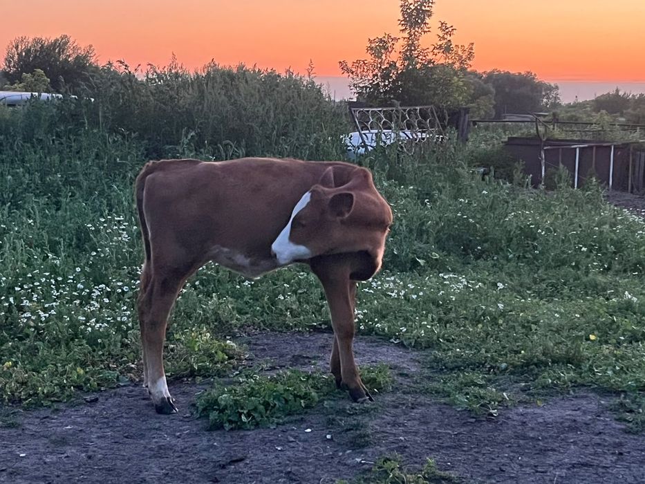 Продам корову с теленком