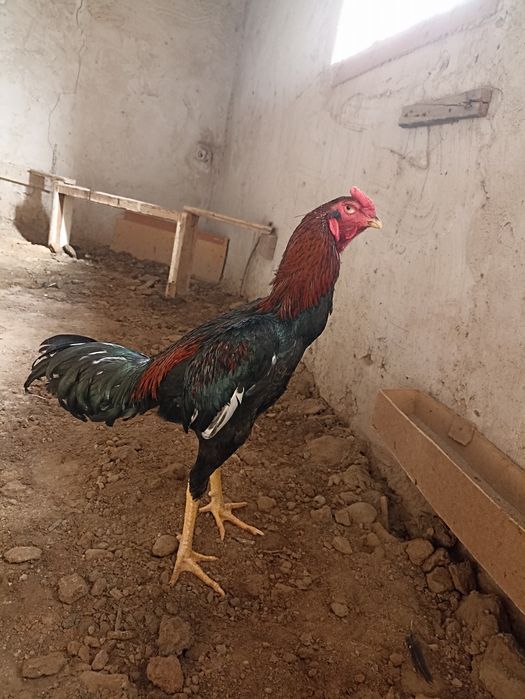 Rus xotini soraydi sorish xoroz