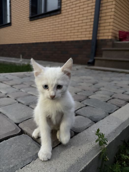 Белый пушистый Котенок