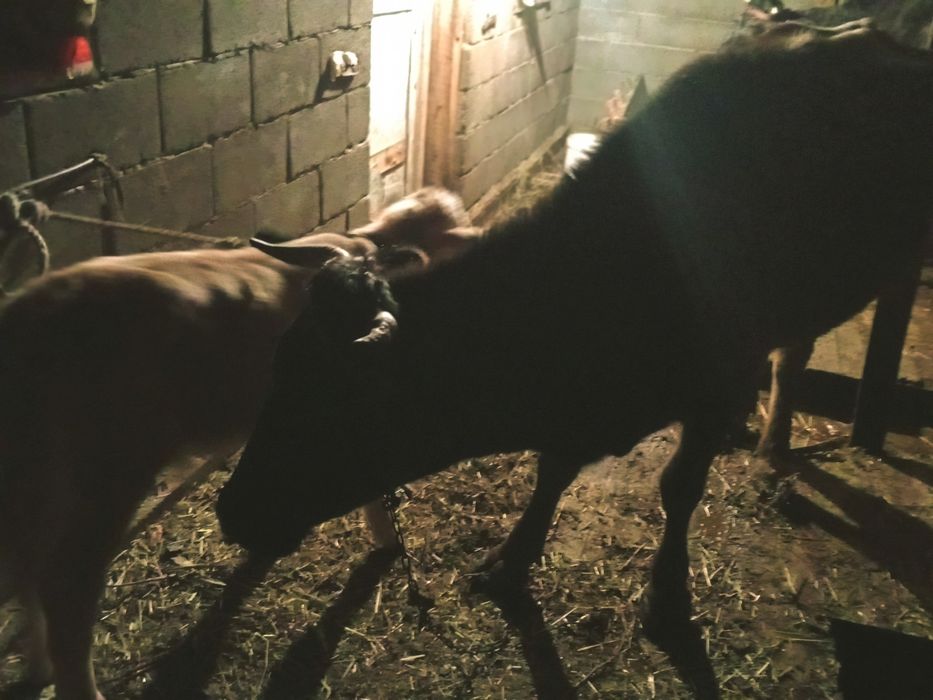 Бузаулы.сиыр.сатылады