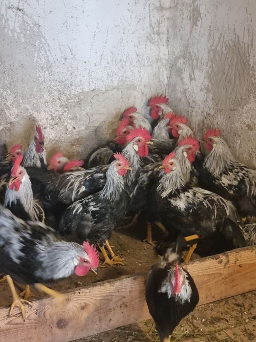 De vanzare cocosi de italian argintiu..disponibili 30 de bucati