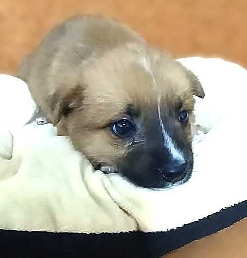 отдам щенка  в хорошие руки