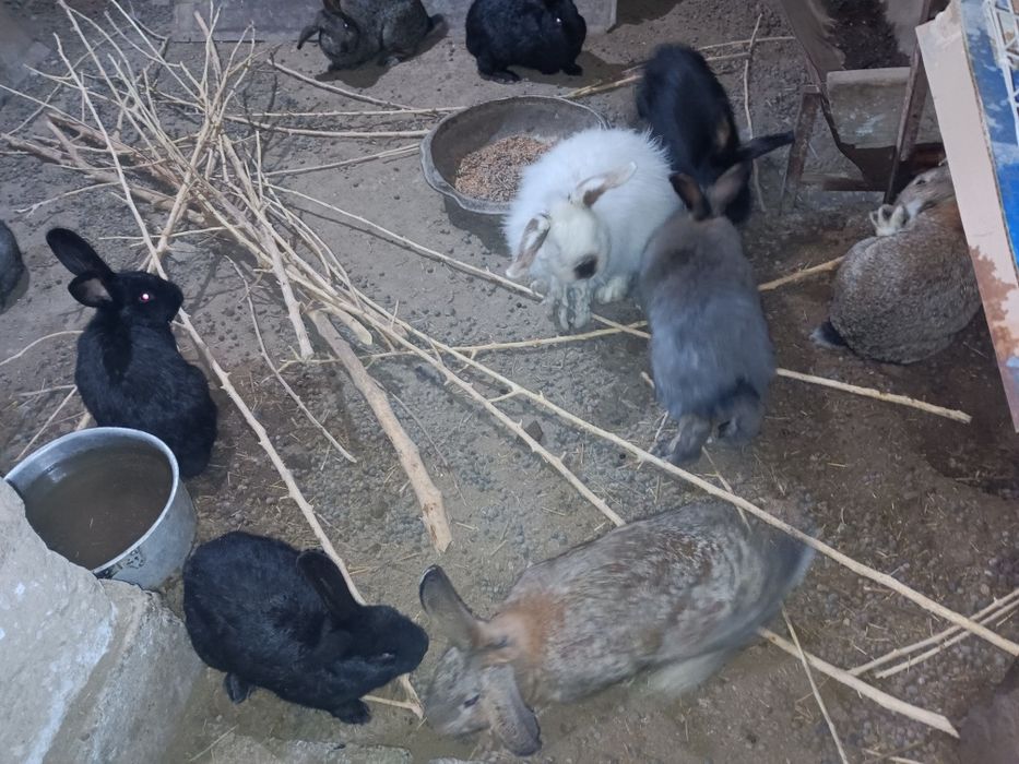 Еркек Қояндар сатылады