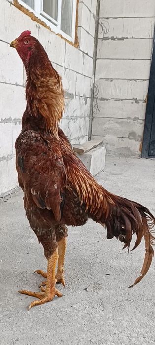 Дакан бойцовые  шамо