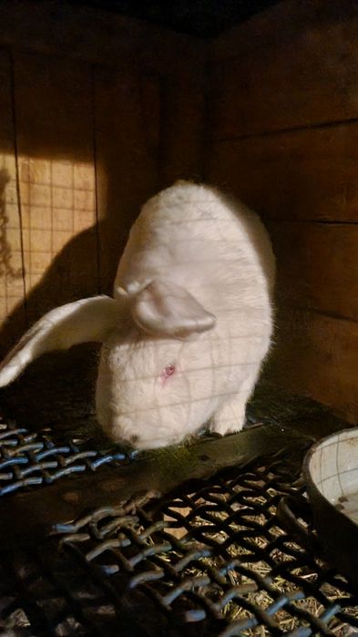 Продам кроликов рабочих