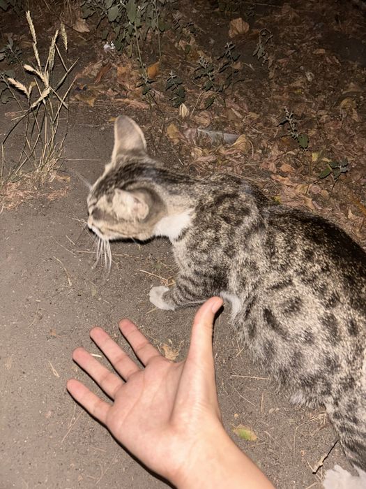 Кошка берменная