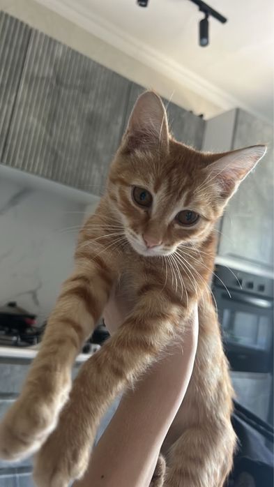 Котятки в добрые руки