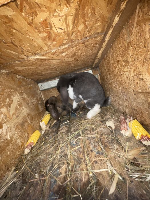 Iepure mascul berbec german