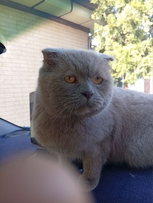 Продаем котика милого ласкового мальчика