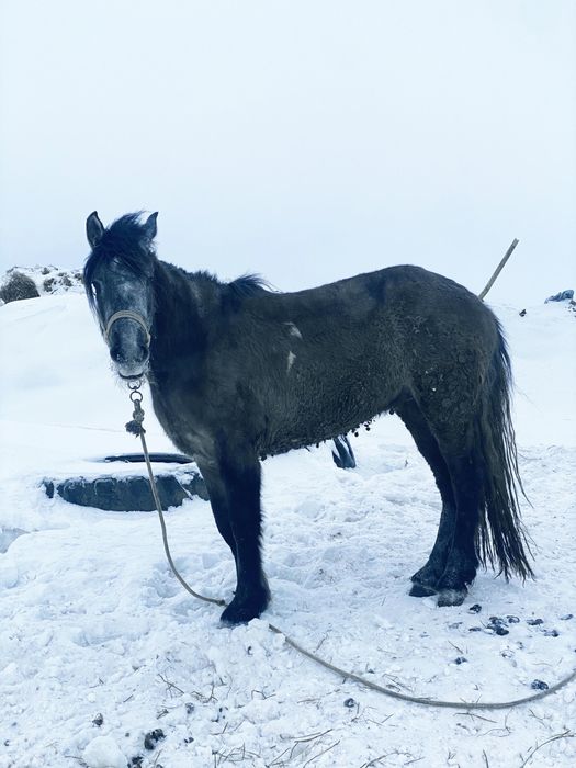 Айгыр сатылады, продается жеребец.