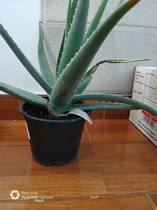 Vind Aloe Vera originară