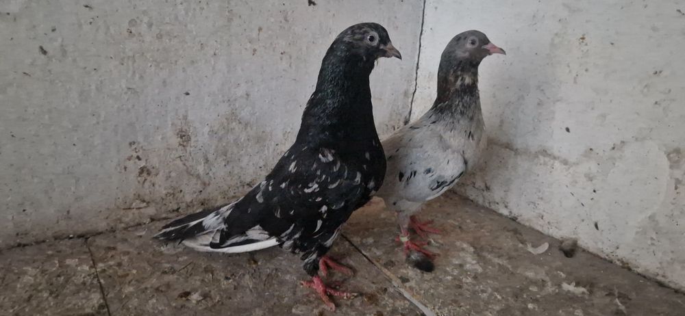 2 пары Челкарей мраморных
