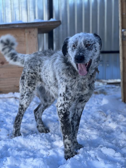 Собака в хорошие руки